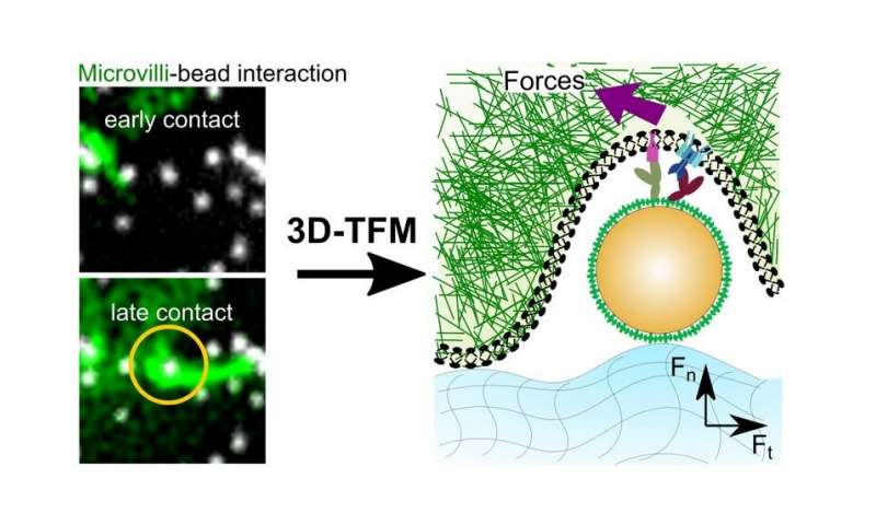 https://nfusion-tech.com/wp-content/uploads/2020/12/when-t-cells-of-our-immune-system-become-active-tinytraction-forces-at-the-molecular-level-play-an-importantrole_5fe1c1381a6a6.jpeg