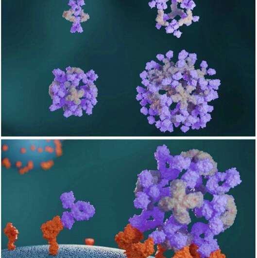 https://nfusion-tech.com/wp-content/uploads/2021/04/designed-proteins-assemble-antibodies-into-modularnanocages_607aaf5a8df29.jpeg