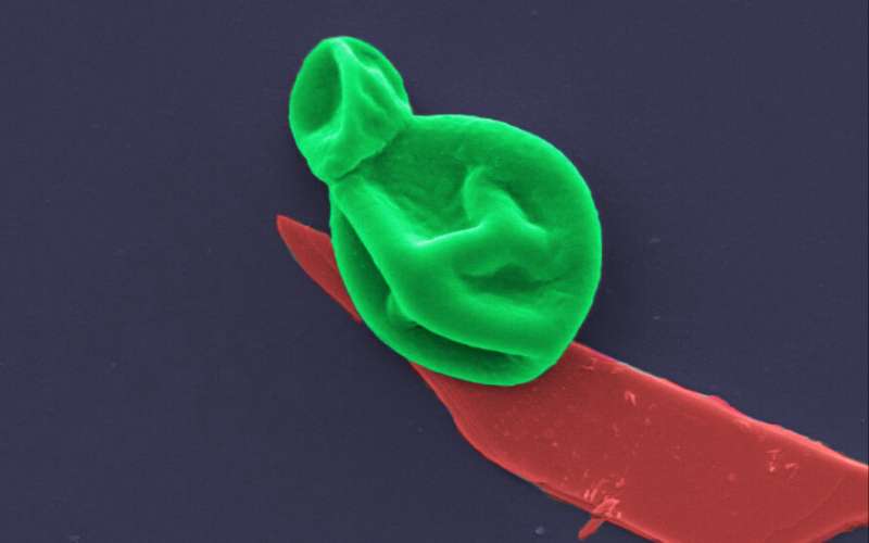 https://nfusion-tech.com/wp-content/uploads/2021/04/superbug-killer-new-nanotech-destroys-bacteria-and-fungalcells_6076ba7c5995a.jpeg
