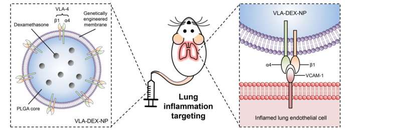 https://nfusion-tech.com/wp-content/uploads/2021/06/genetically-engineered-nanoparticle-delivers-dexamethasonedirectly-to-inflamed-lungs_60cb1a914b603.jpeg