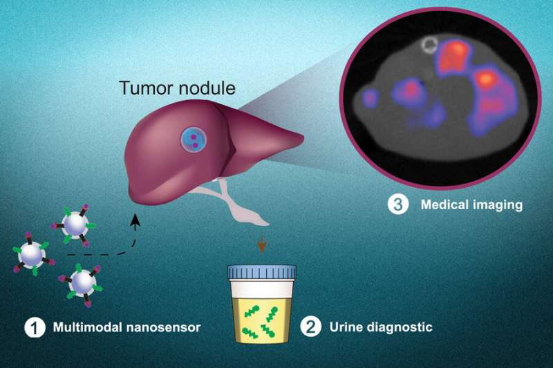 https://nfusion-tech.com/wp-content/uploads/2021/07/a-noninvasive-test-to-detect-cancer-cells-and-pinpoint-theirlocation_60f2aa97b85e1.jpeg