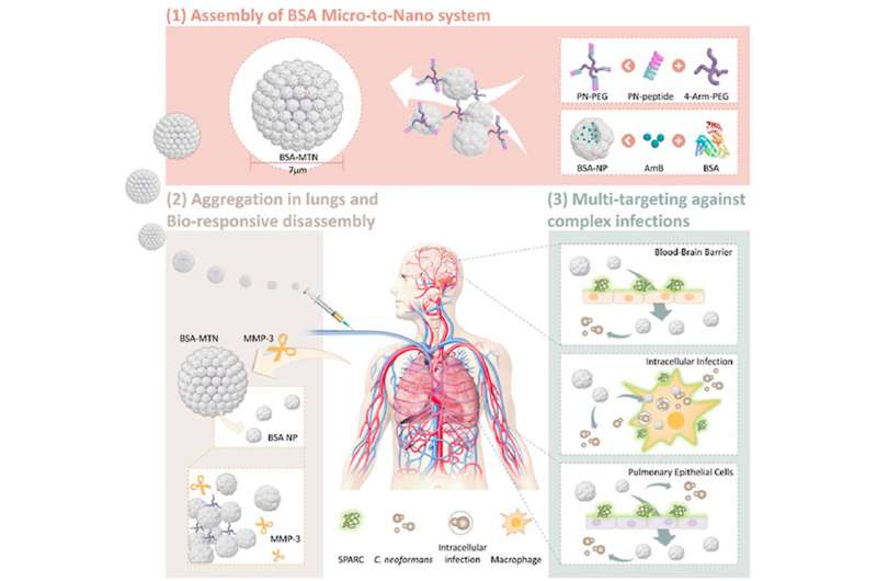 https://nfusion-tech.com/wp-content/uploads/2021/08/bioresponsive-micro-to-nano-albumin-based-systems-fortargeted-drug-delivery-against-complex-fungal-infections_611e2915e3bb4.jpeg