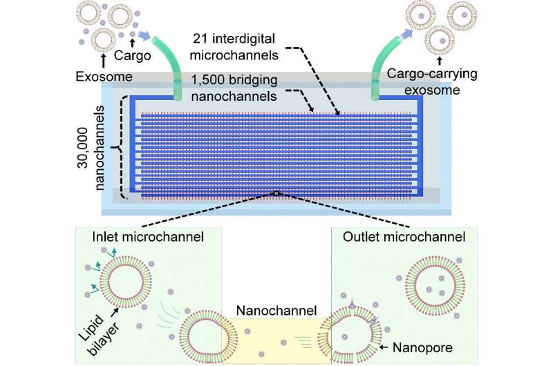 https://nfusion-tech.com/wp-content/uploads/2021/09/exosome-nanoporator-a-nanofluidic-device-to-developexosome-based-drug-delivery-vehicles_613735e93027e.jpeg