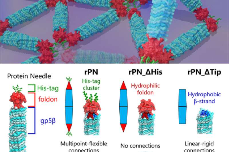 https://nfusion-tech.com/wp-content/uploads/2022/01/decoding-protein-assembly-dynamics-with-artificial-proteinneedles_61d80a7495c26.jpeg