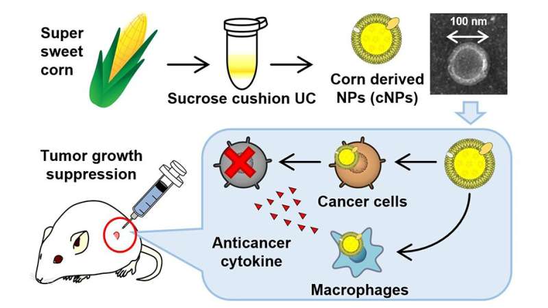 https://nfusion-tech.com/wp-content/uploads/2022/02/researchers-develop-a-nanoparticle-based-drug-deliverysystem-based-on-corn-to-target-cancer-cells_620cc64e058a0.jpeg